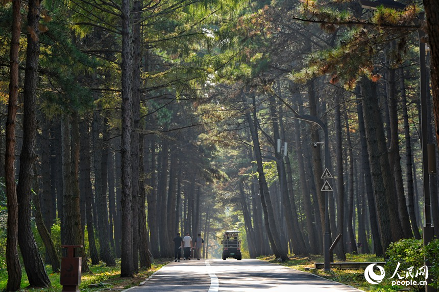 凈月潭黑松林美景。人民網記者 李洋攝