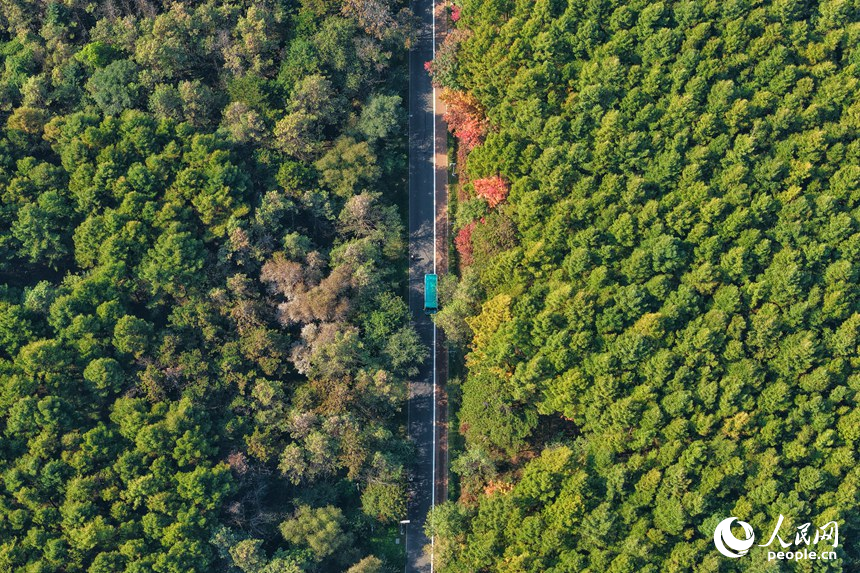 凈月潭景區內的林海景觀。人民網記者 李洋攝