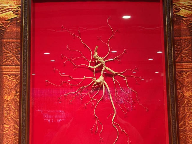 生長數十年的珍貴野山參。實習生 王思皓攝