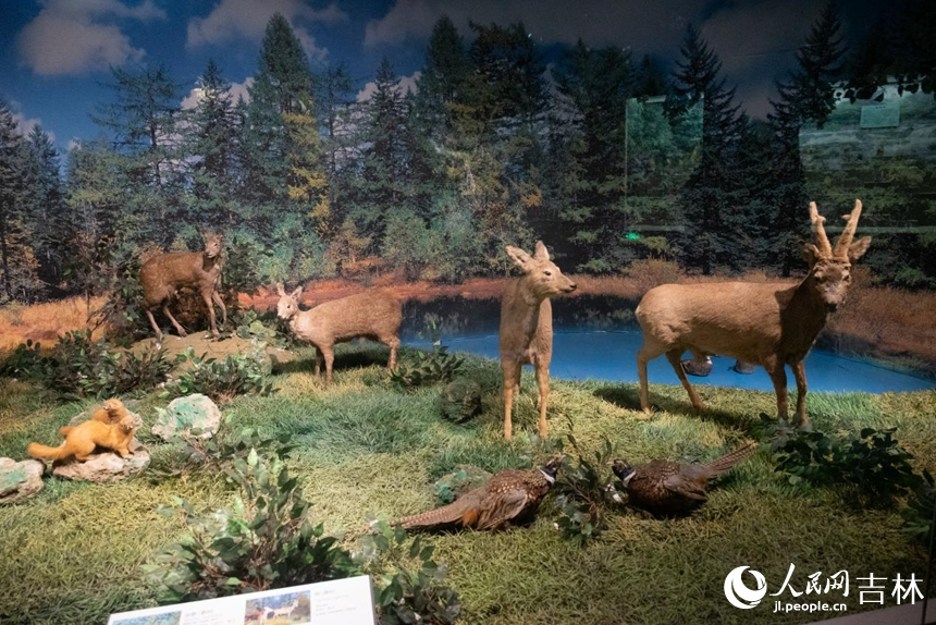 長白山自然博物館。實習生 王思皓攝