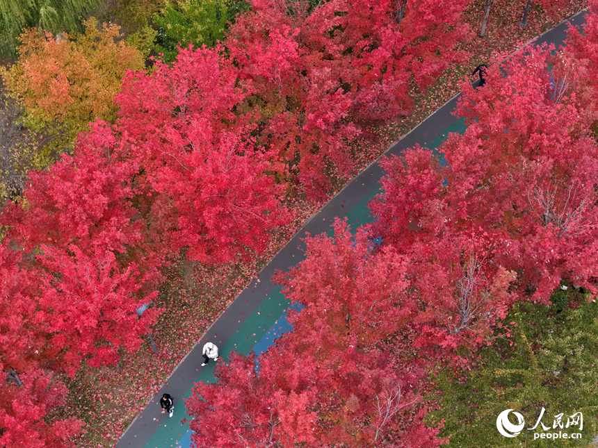 10月20日，長春月荷文化園秋意正濃。人民網記者 李洋攝