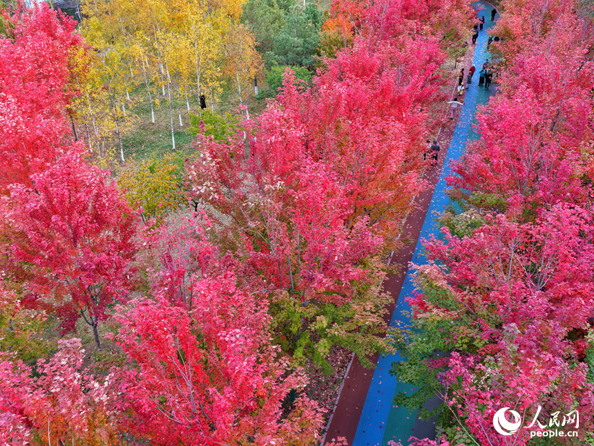 10月20日，長春月荷文化園秋意正濃。人民網記者 李洋攝