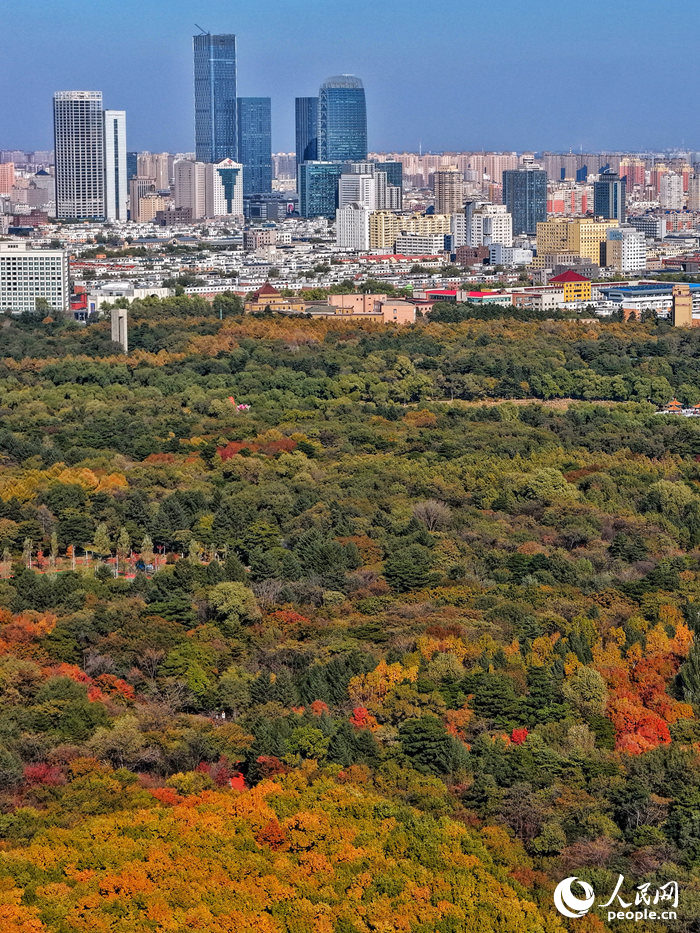 霜降節氣過后，長春市的秋意愈發醇厚濃烈。人民網記者 李洋攝