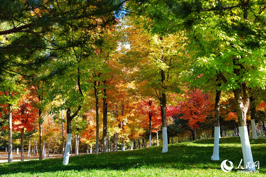 長春梨花園深黃淺綠的絢麗秋景宛如大自然的調色盤。人民網記者 李洋攝