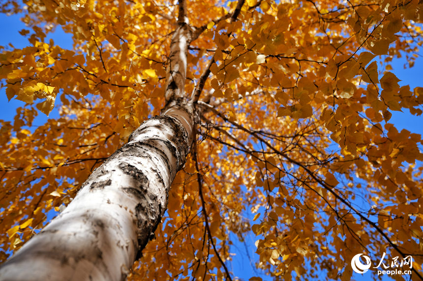 23日，長春梨花園內的白樺樹呈現出迷人的金色。人民網記者 李洋攝