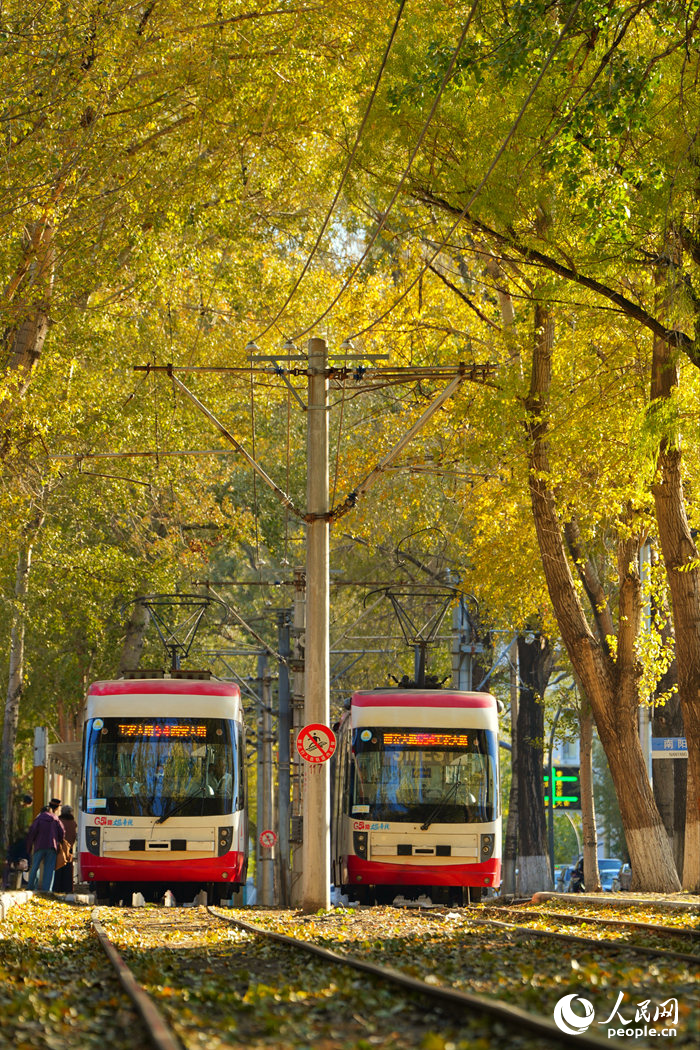 開行在林蔭中的54路有軌電車。人民網記者 李洋攝