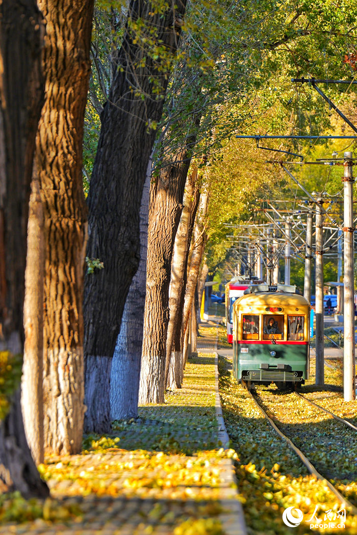 開行在林蔭中的54路有軌電車。人民網記者 李洋攝