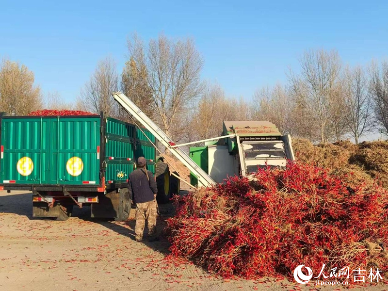 村民們正在收獲辣椒。 實習生 王思皓攝