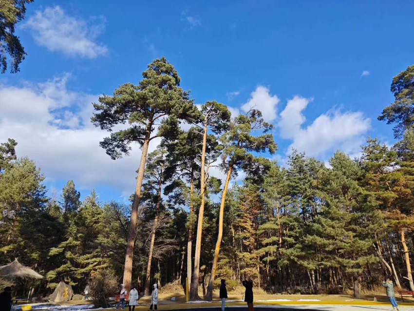 “吉林冰雪煥新季”主題采訪行丨長白山美人松愛情森林等你浪漫打卡【4】