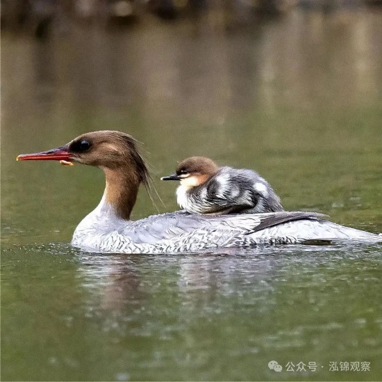 中華秋沙鴨對水質和生態環境非常敏感，被譽為“水中大熊貓”。