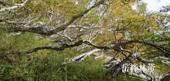 長白山岳樺林帶。